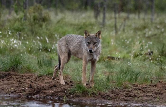 Der Wolf verliert seinen Status als streng geschützte Art in Europa