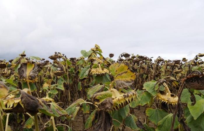 Sonnenblume: Schlechte Ernten werden durch gute Verkaufspreise ausgeglichen