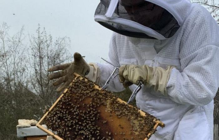 Diese Stadt im Val-d’Oise wurde für ihr Engagement für Bienen ausgezeichnet