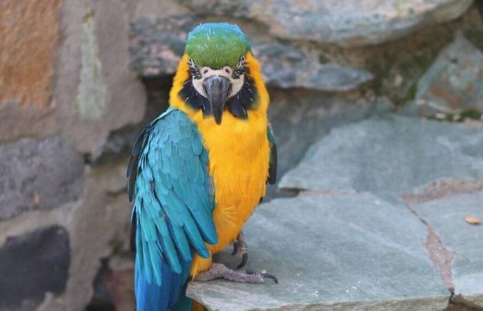 Bei einer Aktion zur Bekämpfung von Tierquälerei auf der Insel La Réunion wurden Dutzende Vögel und Reptilien beschlagnahmt