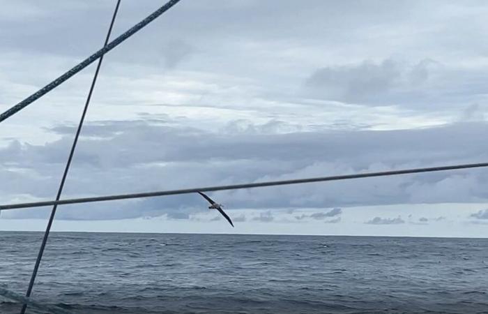 VIDEOS. „Youhou“, der Kapitän der North Thomas Ruyant, sieht seinen ersten Vendée-Globe-Albatros