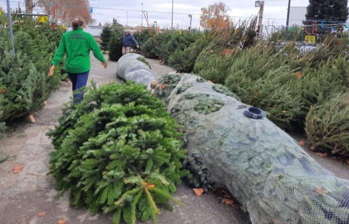 Wie sieht für Sie ein „guter Weihnachtsbaum“ aus?