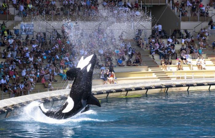 Der Marineland-Park spricht von einer „dauerhaften Schließung“ am 5. Januar