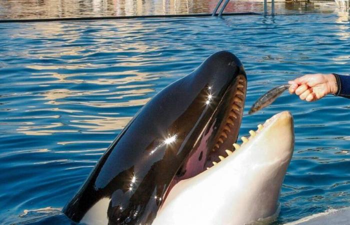 Der Marineland-Park in Antibes wird nach dem Verbot von Walshows seine Türen schließen