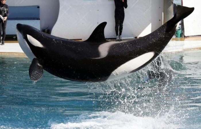 Marineland d’Antibes: Der Park plant eine „dauerhafte Schließung“ am 5. Januar