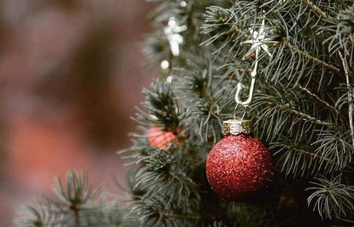 Was ist das Tannenbaum-Syndrom, diese wenig bekannte Weihnachtsallergie? – Abendausgabe Westfrankreich