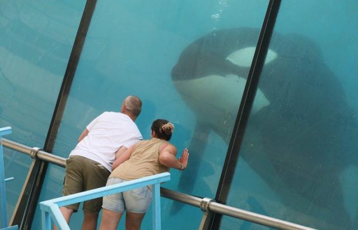 Verbot von Walshows: Der Marineland-Park in Antibes plant trotz Kontroversen eine „dauerhafte Schließung“ am 5. Januar