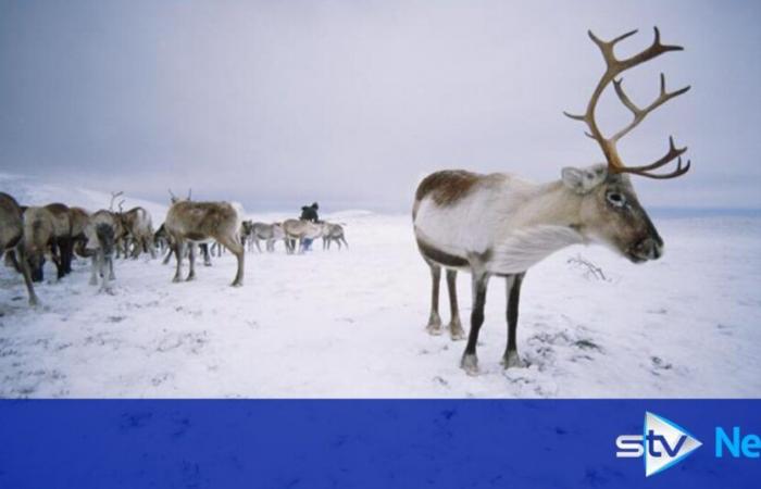 Wird es in Schottland dieses Jahr weiße Weihnachten geben?