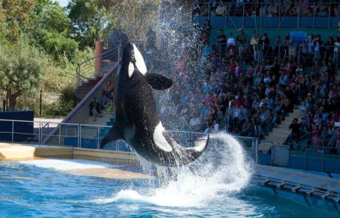 In Antibes plant Marineland eine „dauerhafte Schließung“ am 5. Januar