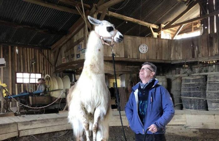 Ein in der Loire-Atlantique trainiertes Lama stiehlt Alex Lutz bei France 2 (fast) das Rampenlicht