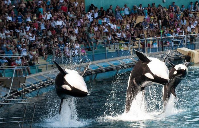 Auf dem Weg zu einer „dauerhaften Schließung“ des Marineland in Antibes: Der Wasserpark erlebt seine letzten Stunden