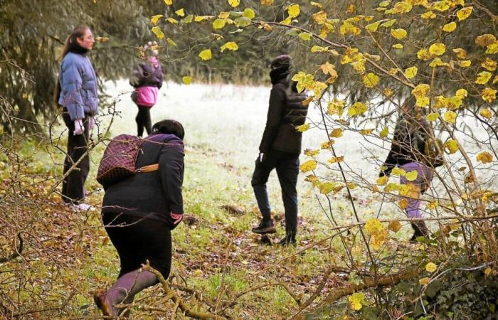 „Es ist das Herz einer Mutter, das spricht“: Eine costarmorikanische Frau begibt sich auf eine wilde Jagd nach Morgane