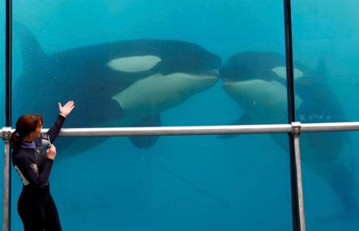 „Es ist mit großer Emotion und tiefer Trauer…“: Marineland kündigt eine dauerhafte Schließung am 5. Januar an