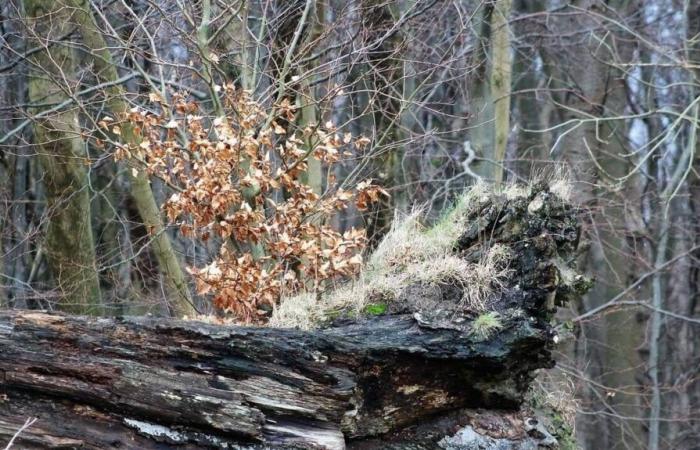 Pas-de-Calais. Ein Autofahrer wurde ins Krankenhaus eingeliefert, nachdem ein Baum auf sein Auto fiel