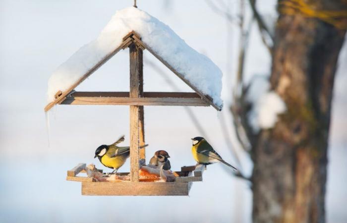 Vögel überall in Ihrem Garten in diesem Winter? Ja, solange Sie ihr Futterhäuschen hier aufstellen