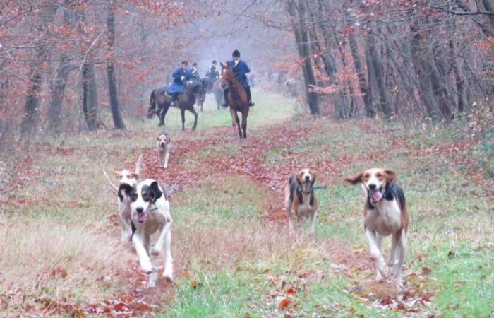 Das Jagdunternehmen in Frankreich leitet eine interne Untersuchung nach dem Tod eines Hirsches in der Orne ein