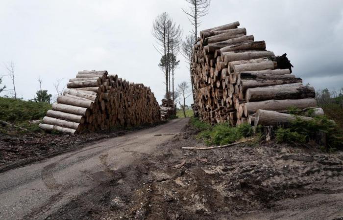 9 Millionen Euro verbranntes Holz sollen zwischen Nutzern und Eigentümern geteilt werden