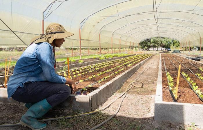 Agroforstwirtschaft zur Rettung in Guyana