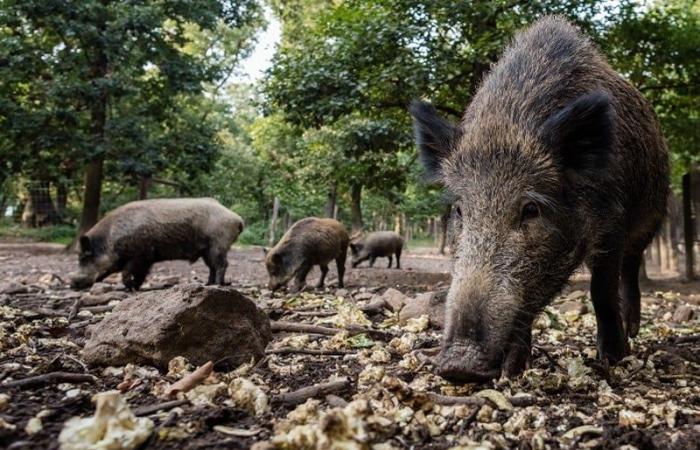 Beschwerden von Tarka Nchuka alarmieren die Schweine