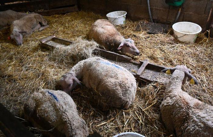 „Es ist das Äquivalent von Covid.“ Die dramatischen Folgen der Blauzungenkrankheit für die Tierhaltung im Tarn