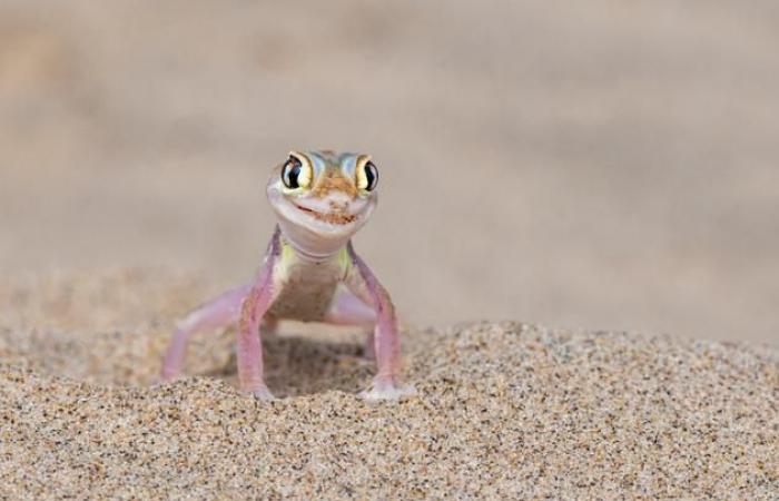 Unsere Auswahl der schönsten Tierfotos