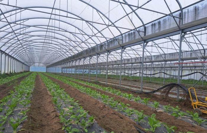 Neues Sandkorn für „Bio-Tomaten“ aus „Industriegewächshäusern“ in der Vendée