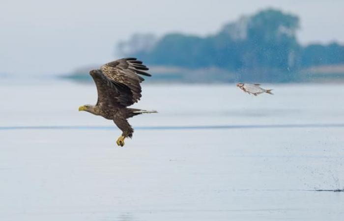 Unsere Auswahl der schönsten Tierfotos