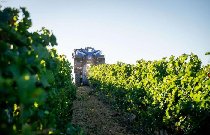 ein schwieriges Jahr, insbesondere für Kiwis und Weinbau