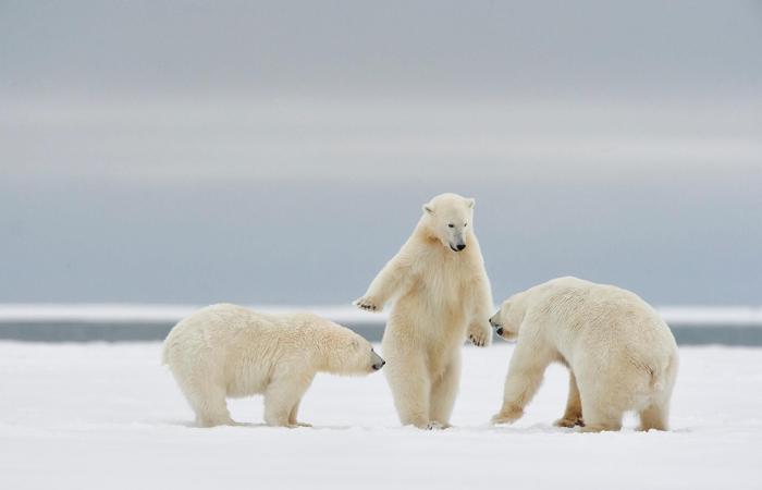 Unsere Auswahl der schönsten Tierfotos