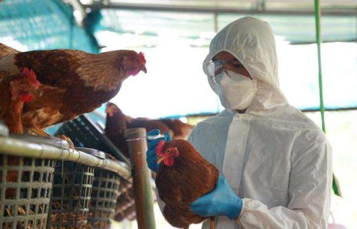 Laut Experten stellt die Vogelgrippe eine Gefahr für die menschliche Gesundheit dar