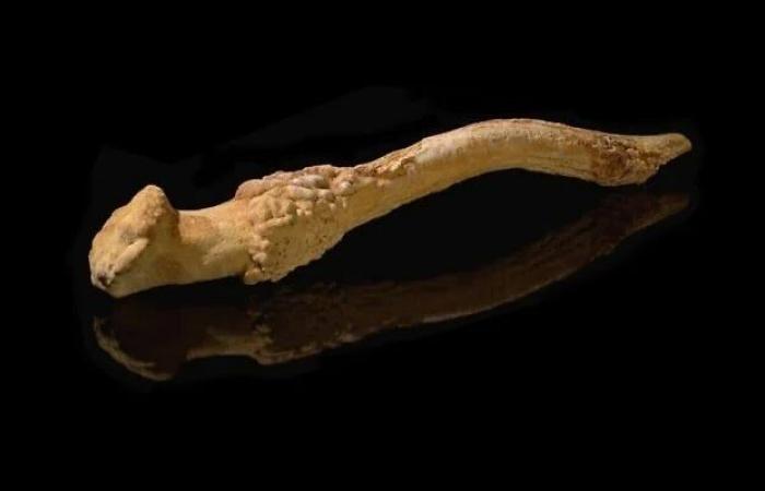 Primitive Anbetung: Beweise für prähistorische Riten vor 35.000 Jahren im Norden Israels