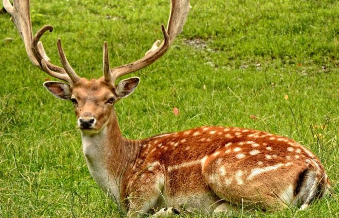 Eine Untersuchung wurde nach einem Vorfall während einer Jagdhundejagd in Orne – Angers Info eingeleitet