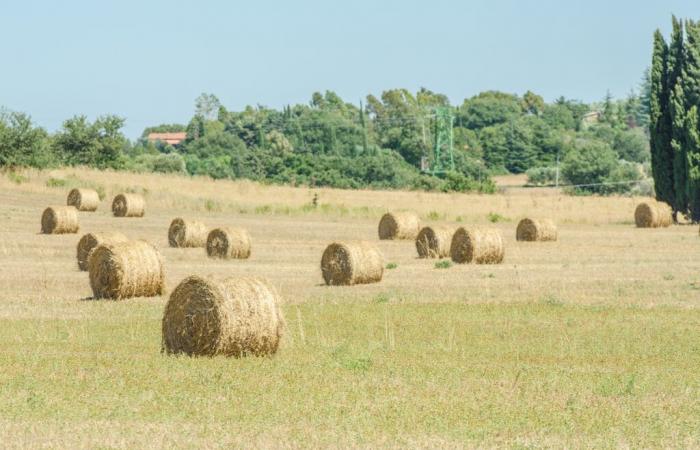 Das große Land- und Forstwirtschaftsfest der UPA