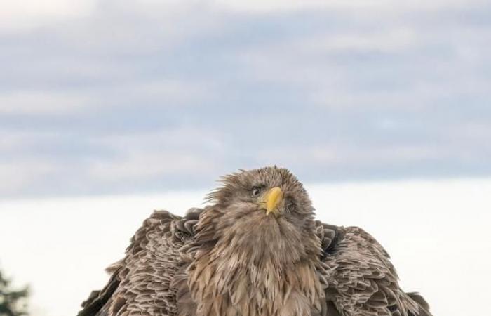 Unsere Auswahl der schönsten Tierfotos