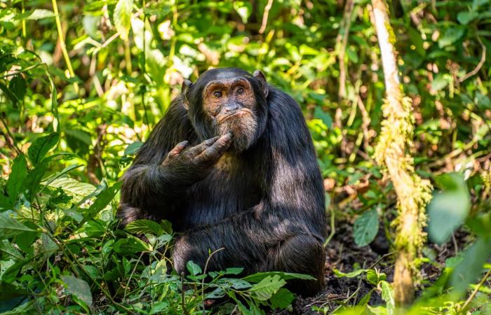 Unsere Auswahl der schönsten Tierfotos