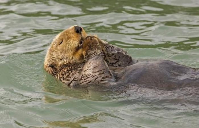 Unsere Auswahl der schönsten Tierfotos