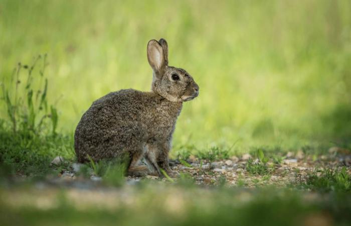 Haute-Vienne: Jäger stehen vor dem Niedergang des Kleinwilds