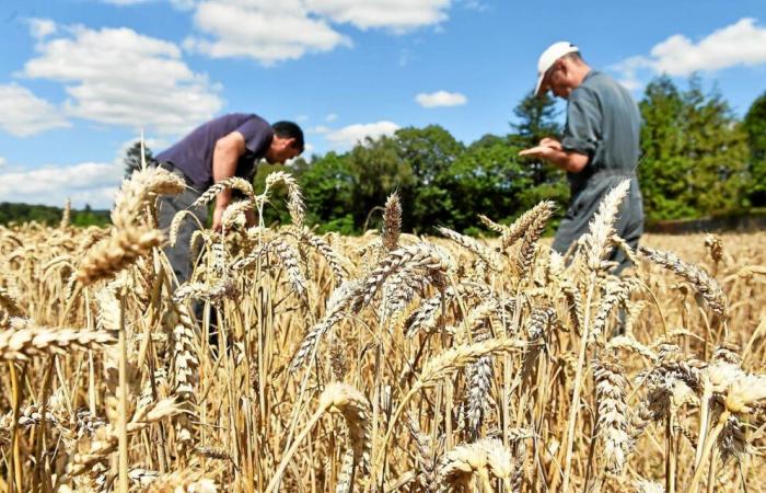 Die Mehrheit der Landwirte ist bereit, sich für die Umwelt zu engagieren, allerdings nicht ohne Bedingungen