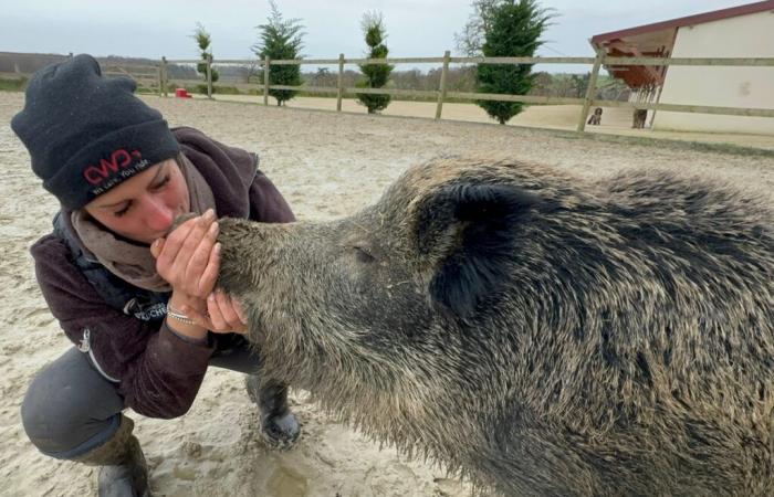 Julien Courbet und RTL mobilisieren sich, um einem heimischen Wildschwein zu helfen, dem die Euthanasie droht