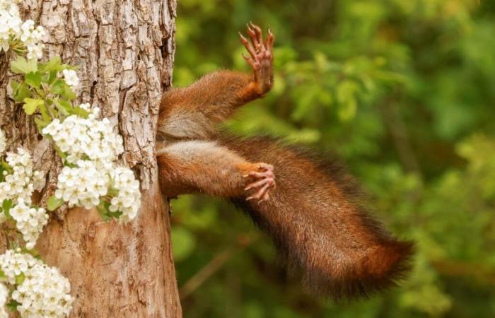 Feststeckendes Eichhörnchen gewinnt die Nikon Comedy Wildlife Photography Awards 2024