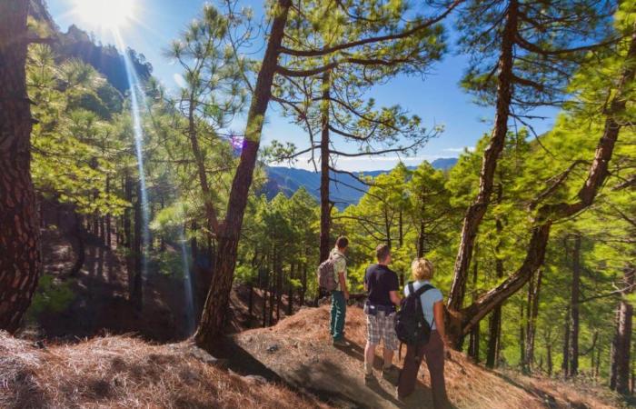 649,4 % mehr Besuche auf der La Palma-Website nach der „Fusion“ mit dem kanarischen Touristenportal