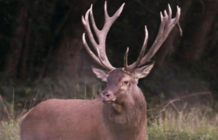 Ein Hirsch, der während einer Jagd in einem Wohngebiet in der Nähe von Alençon erschossen wurde