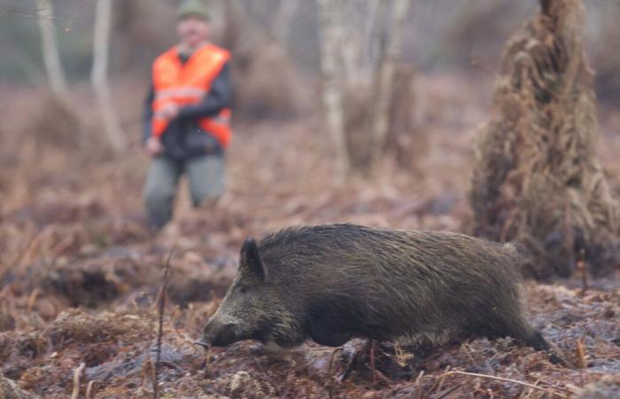 Wildschweine richten Schaden an, Jäger zahlen die Zeche teuer