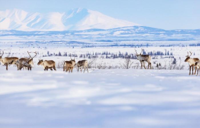 Arktische Tundra wird zur Quelle von Kohlendioxidemissionen