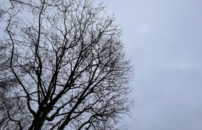 Wetterbericht. Wie ist das Wetter in Hauts-de-France an diesem Samstag, den 14. Dezember?