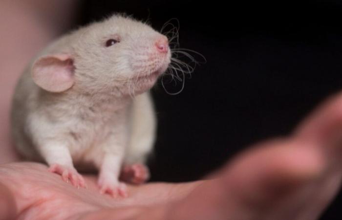 Student, der eine lebende Maus kaute, wurde vor Gericht vernommen