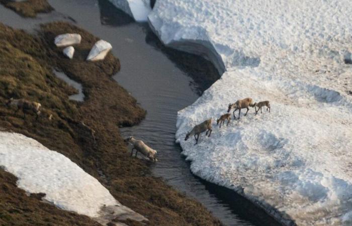 Alaska ist Klimaopfer und -täter. Trump 2.0 wird die Sache noch schlimmer machen