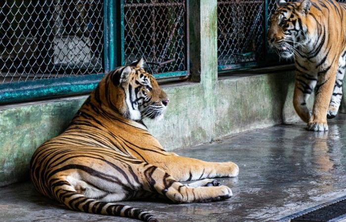 Miles trennte sie: Wie machte die Liebesgeschichte zwischen zwei Katzen es möglich, Sibirische Tiger wieder in Russland anzusiedeln?