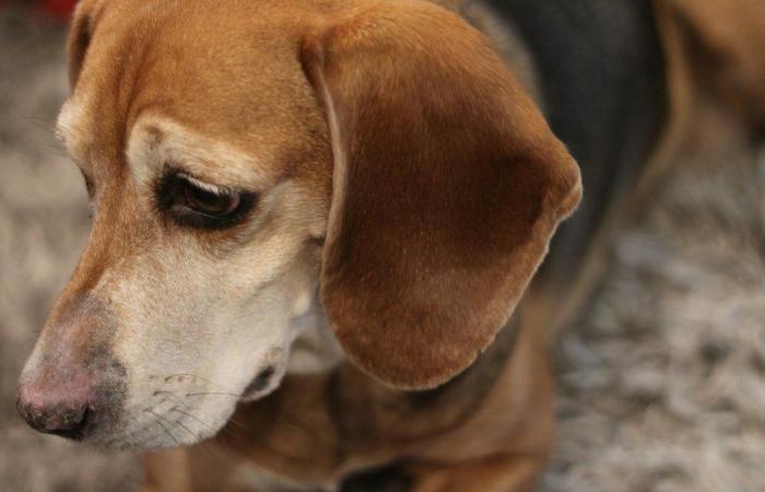 BILDER. Ein „Haus des Grauens“ in Charente-Maritime: 32 „skelettierte“ und schwerkranke Hunde ausgesetzt aufgefunden