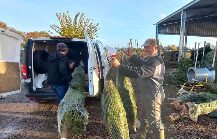 Mit seinen in Tarn-et-Garonne gezüchteten Bäumen hält es die Weihnachtsstimmung aufrecht